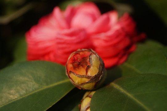 山茶花