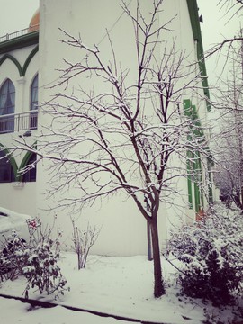 雪景树木冬季清真寺
