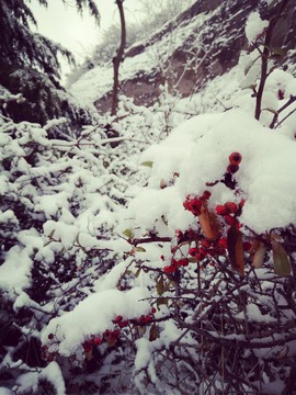 雪景 树木