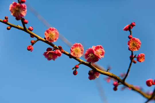 梅花枝头