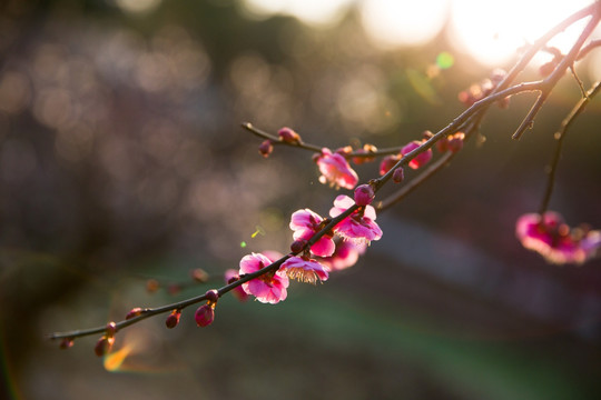 梅花盛开