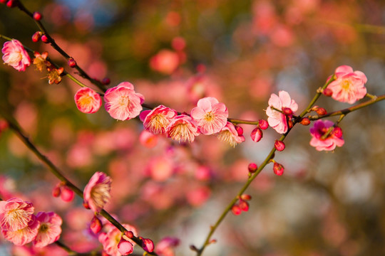 一枝梅花