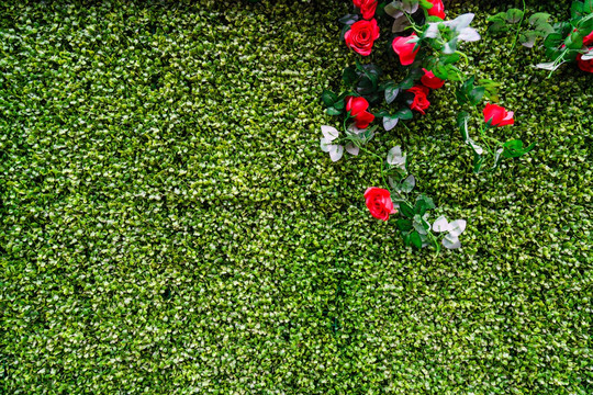 4000万像素 绿色植物墙