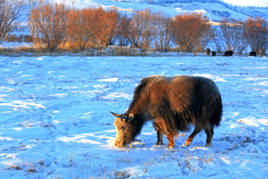 雪地中的牦牛