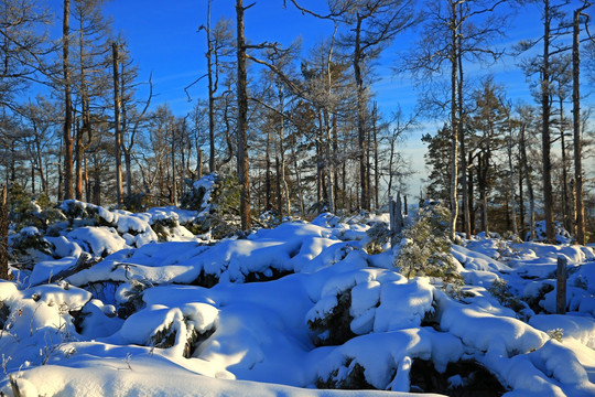 冬雪松林