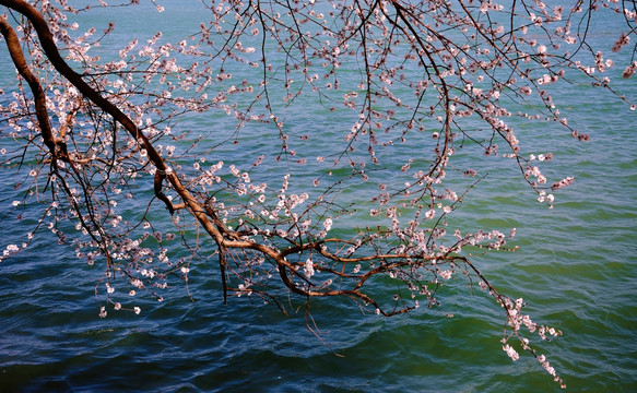 湖畔桃花艳春色