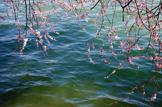 桃枝垂花湖色艳