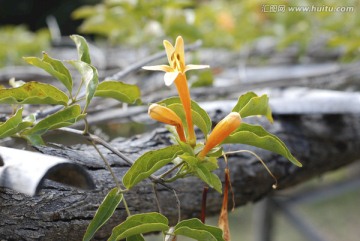 炮仗花