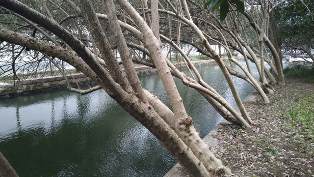 河边小树
