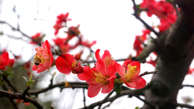 灼灼芬华