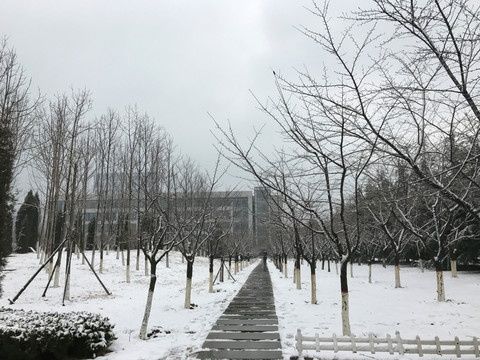 树林雪地石板路