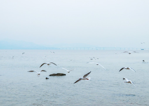 大海上的海鸟