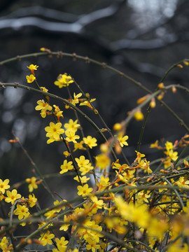 迎春花