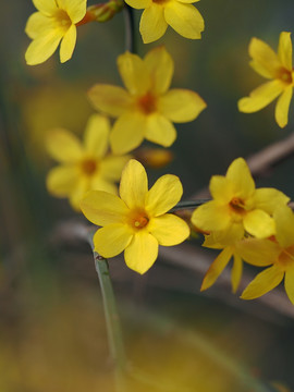 迎春花