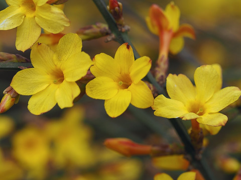 迎春花