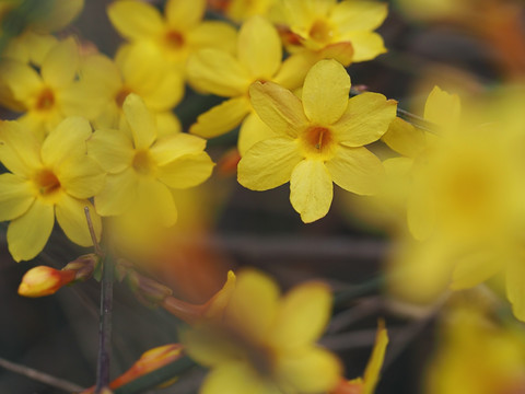 迎春花