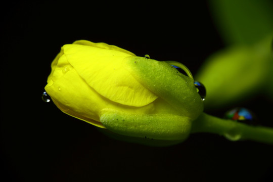 微距摄影 黄色花骨朵