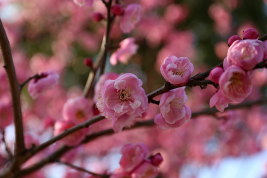 樱花