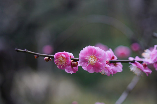 梅花盛开