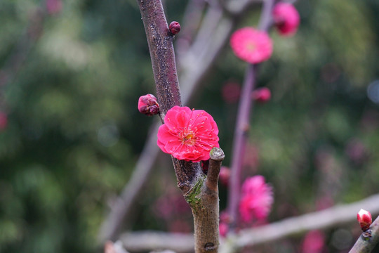 梅花盛开