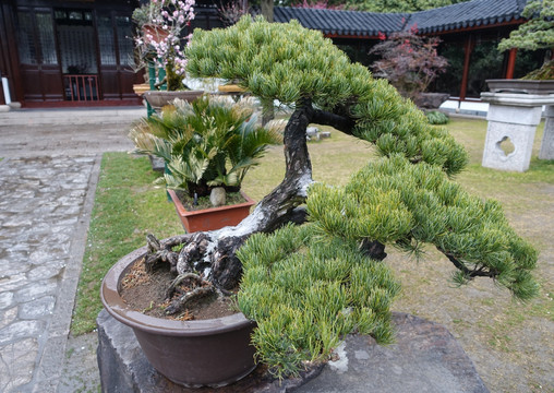 松树盆景