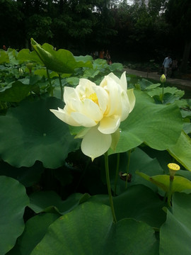 出水芙蓉 荷花