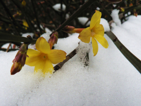 雪霁迎春