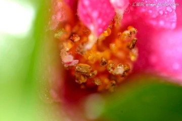 茶梅花花蕊特写 水珠水滴