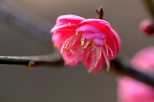 粉色梅花 宫粉品种