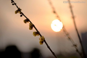 夕阳下的腊梅花枝