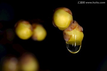 腊梅花苞和水珠