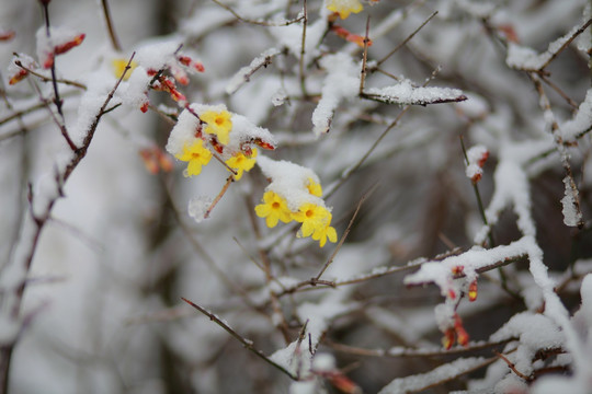 雪中迎春花