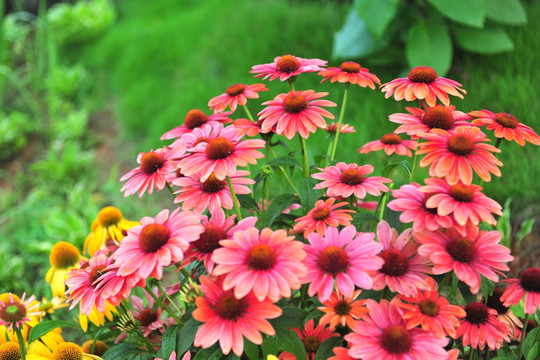 花草 花海