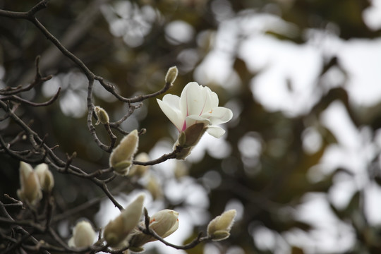 玉兰花 花