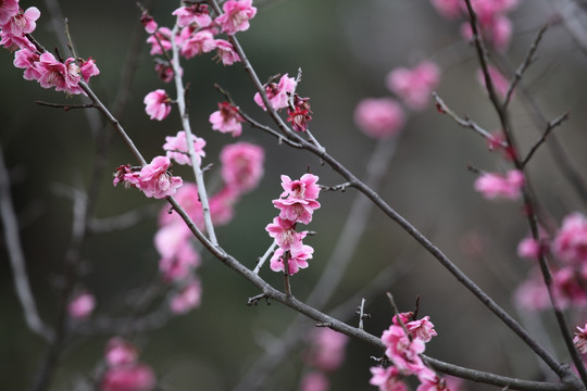 梅花 花 花卉