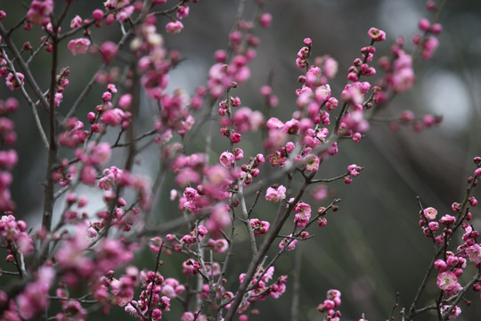 梅花 花 花卉