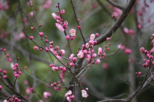 梅花