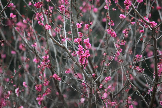 梅花 花 花卉