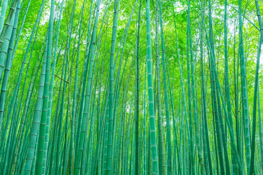 竹子 竹林