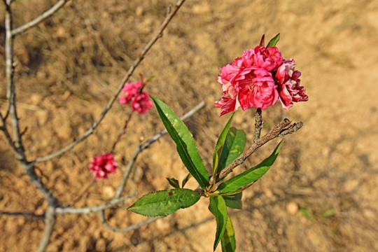 桃花