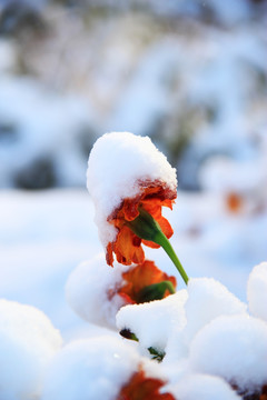 初雪