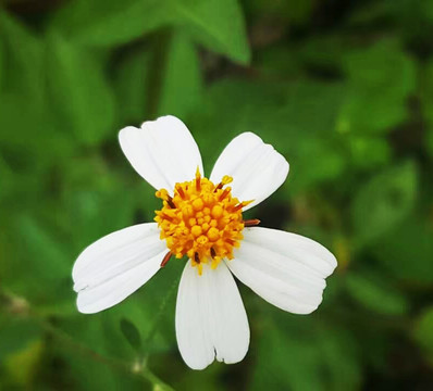 花草