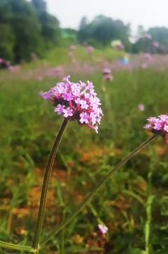 花草