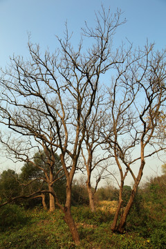 西溪湿地树木