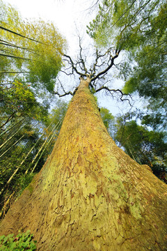 枫香树