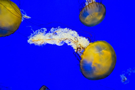 海荨麻水母 梦幻水母