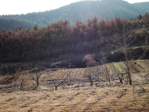 北方农村田地