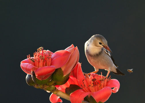 木棉花