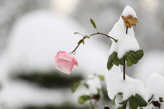 雪中玫瑰