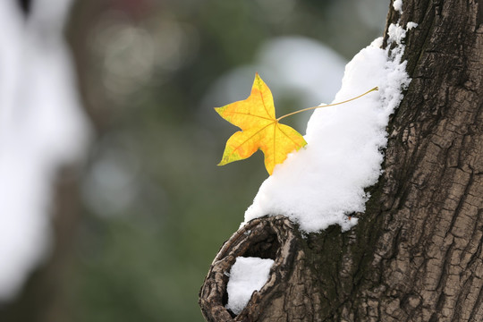 雪中红叶